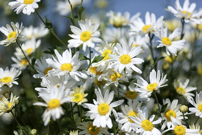 Mỗi cống hiến của thầy, cô giáo là một bước tiến của Bách khoa Hà Nội